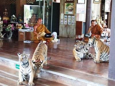 Templo del Tigre Tailandia 05